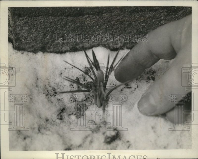 Load image into Gallery viewer, 1942 Press Photo Crocusis in Blossom - neo12084
