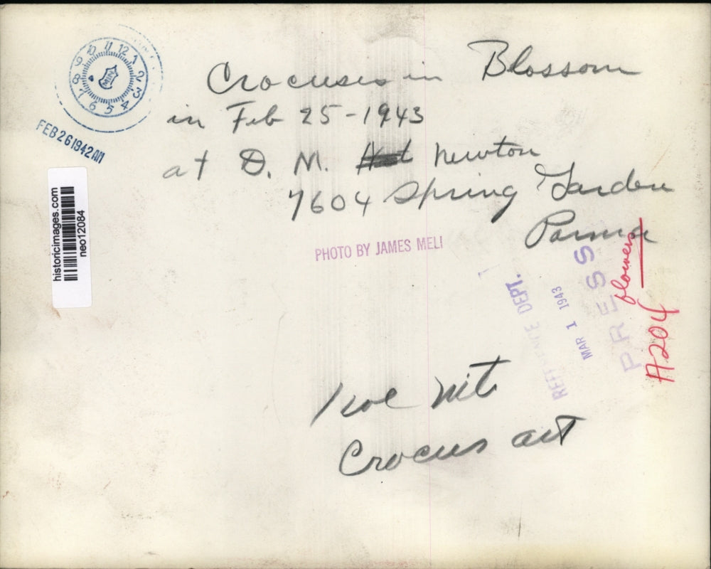 1942 Press Photo Crocusis in Blossom - neo12084