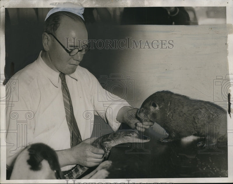 Load image into Gallery viewer, 1934 Press Photo John Tidd Tailor with animals - neo12368
