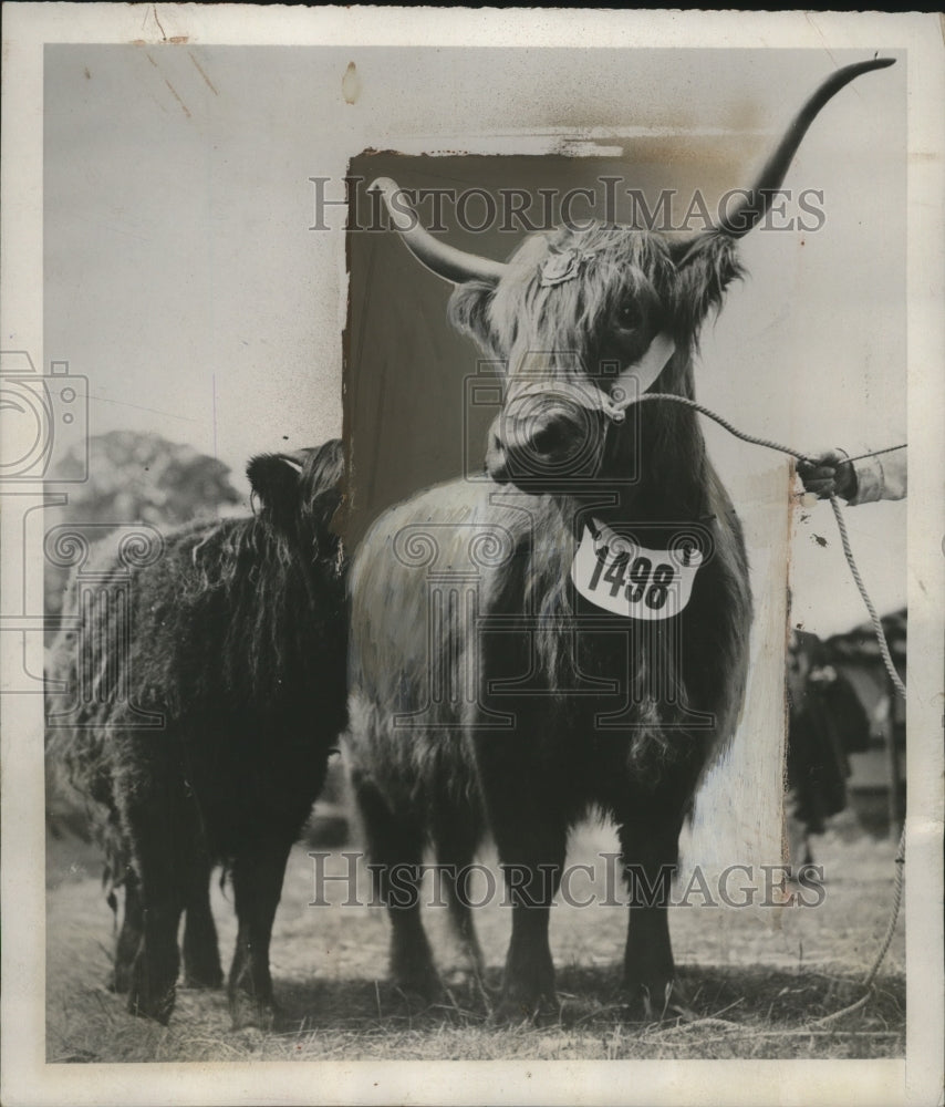 1939 Press Photo Prize Cow Cuailean 20th of Achnacloich & Calf - neo13298