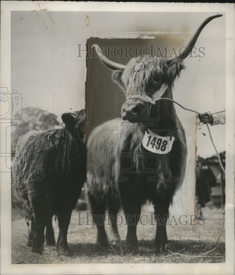 Load image into Gallery viewer, 1939 Press Photo Prize Cow Cuailean 20th of Achnacloich &amp; Calf - neo13298

