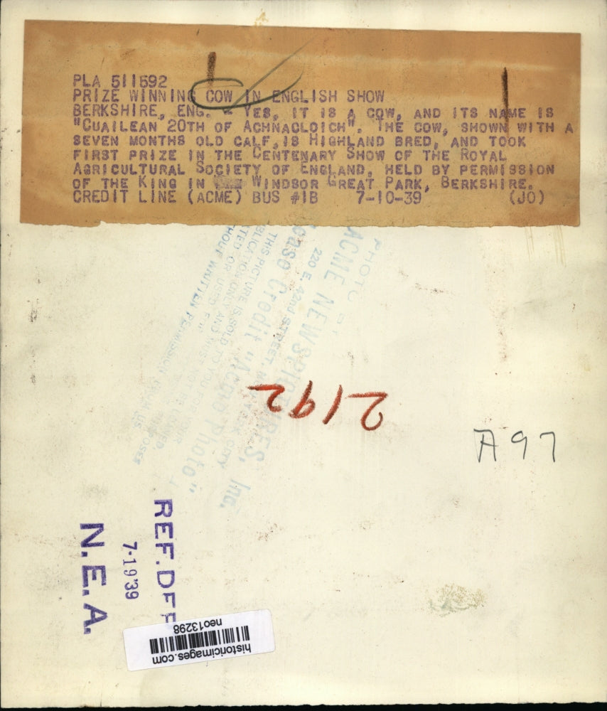 1939 Press Photo Prize Cow Cuailean 20th of Achnacloich & Calf - neo13298
