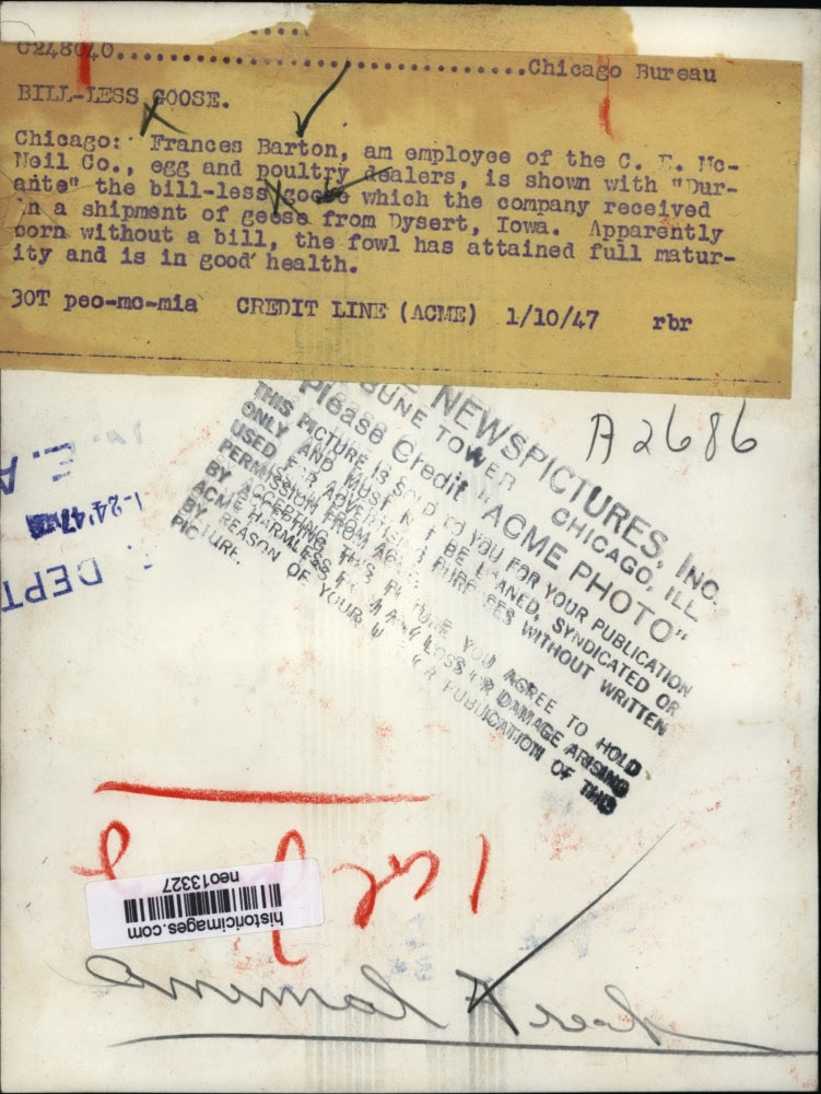 1947 Press Photo Frances Barton with Bill-less Goose "Durante" Chicago