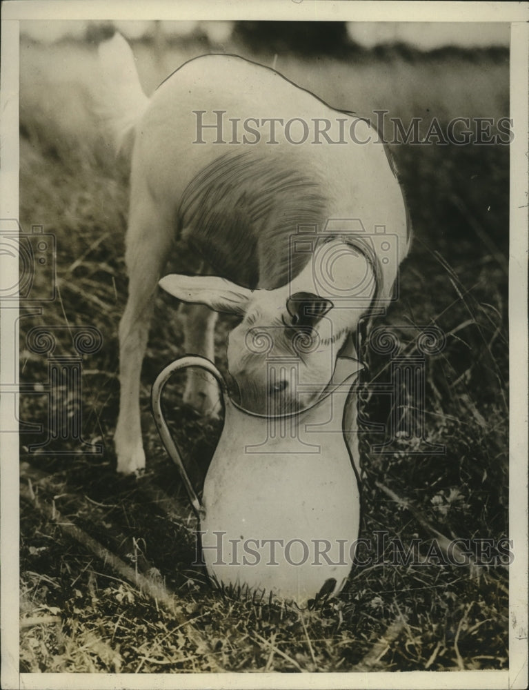 1926 Press Photo Goat Drinking from Jug - neo13400