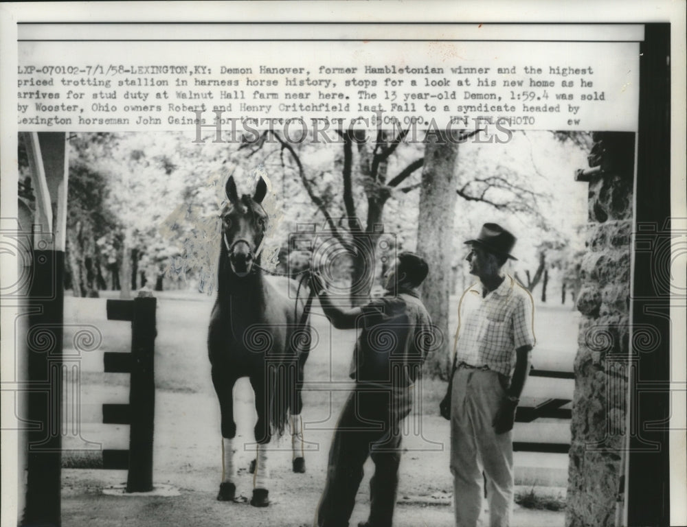 1958 Press Photo Hambletonian winner Demon Hanover at Walnut Hill farm in KY- Historic Images