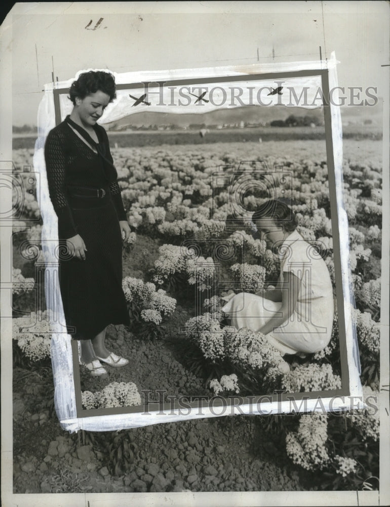 1934 Press Photo Lucy Pansa, Evelyn Murray Picking Candytuft, California