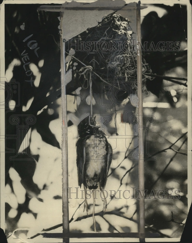 1925 Press Photo Robin Bird - neo14278- Historic Images