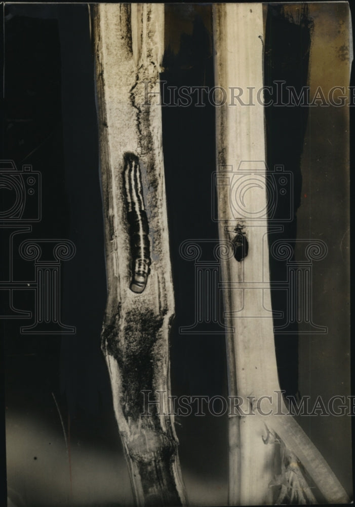 Load image into Gallery viewer, 1931 Press Photo Stalk Borer on Goldenglow Stem - neo14769
