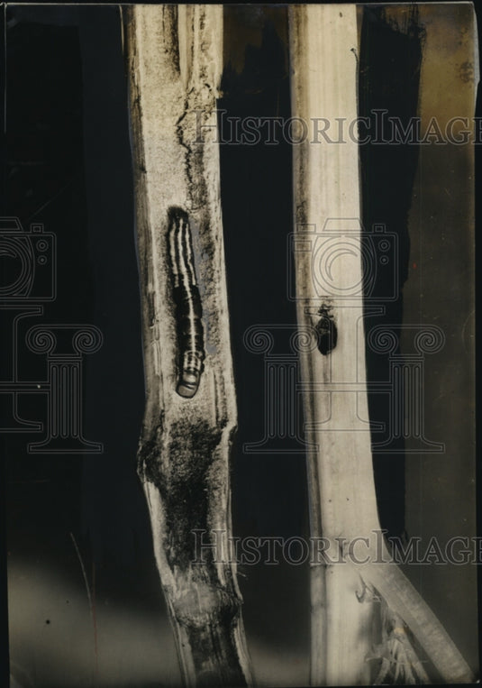 1931 Press Photo Stalk Borer on Goldenglow Stem - neo14769