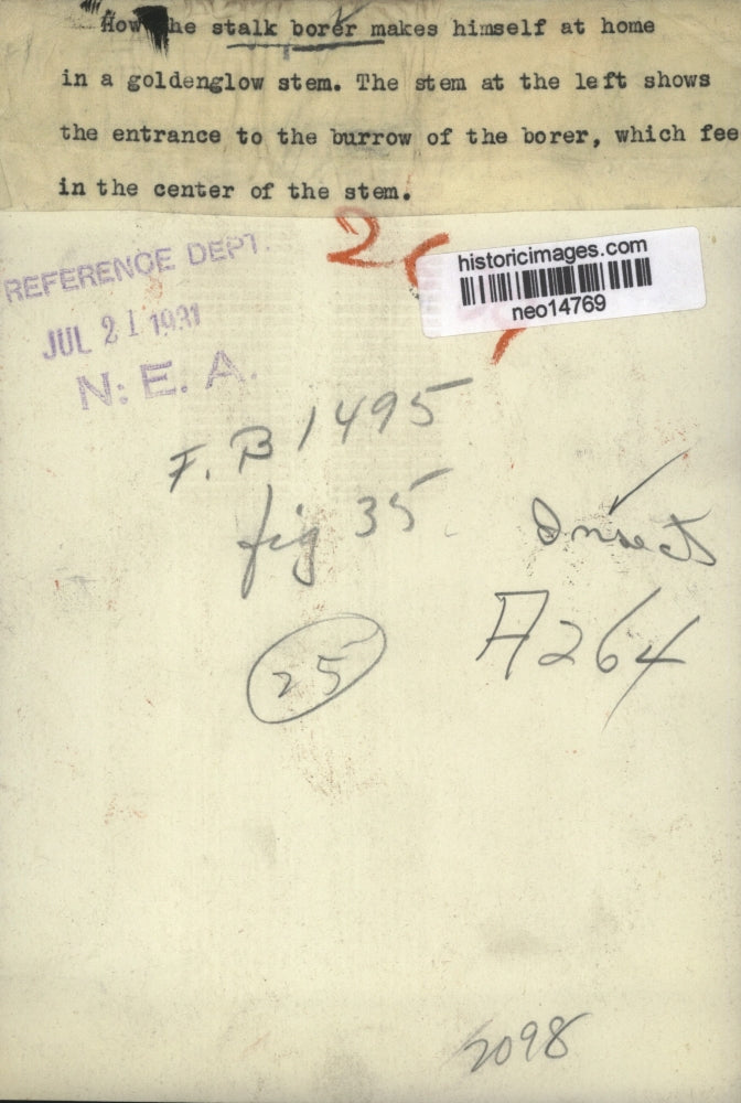 1931 Press Photo Stalk Borer on Goldenglow Stem - neo14769