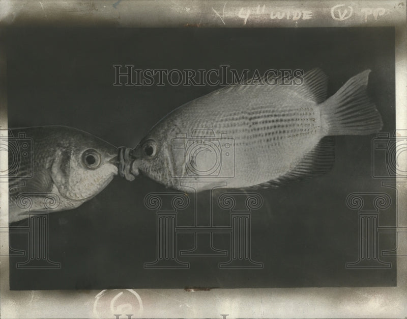 Load image into Gallery viewer, 1933 Press Photo Kissing Gourami on display at New York Aquarium - neo15521
