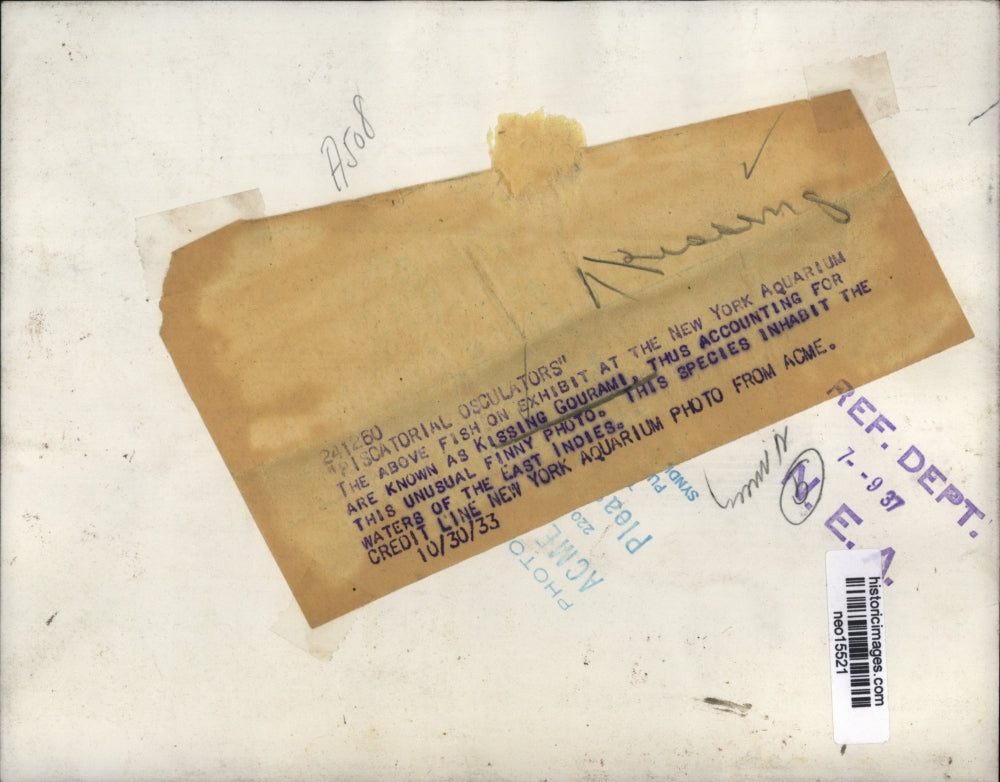 1933 Press Photo Kissing Gourami on display at New York Aquarium - neo15521