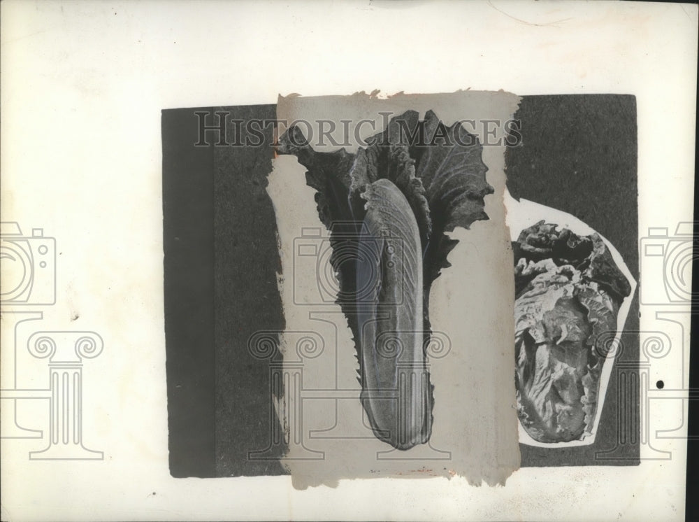 1945 Press Photo Cabbage - neo15613