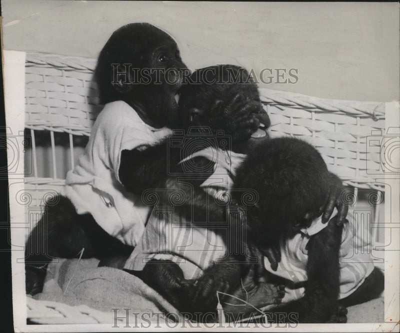 Load image into Gallery viewer, 1949 Press Photo Lady Congo holds Oka San Diego Zoo under care of Sadie Taylor
