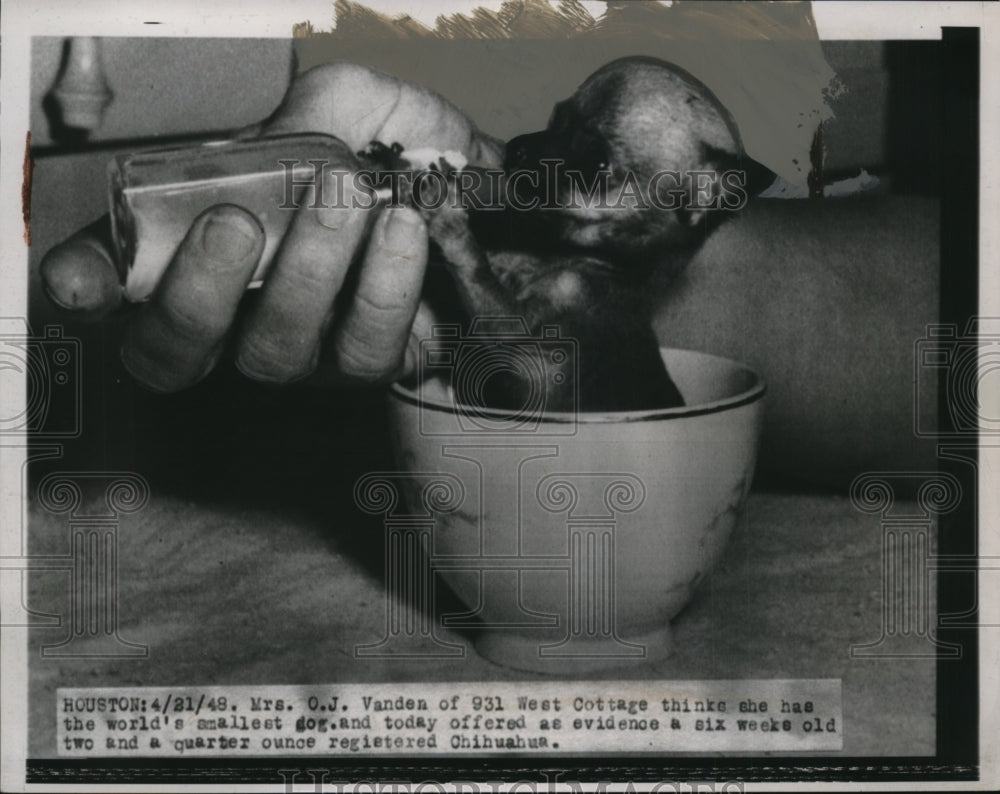 1948 Press Photo Tiny Chihuahua Dog of Mrs. O.J. Vaden, Houston, Texas