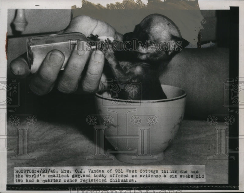 Load image into Gallery viewer, 1948 Press Photo Tiny Chihuahua Dog of Mrs. O.J. Vaden, Houston, Texas
