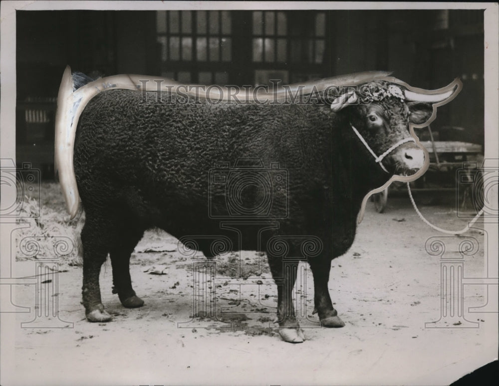1928 Press Photo Smithfield cattle show in London Devon Steer by HH Broadmear