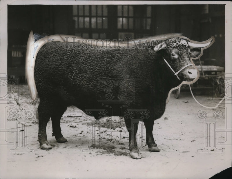 Load image into Gallery viewer, 1928 Press Photo Smithfield cattle show in London Devon Steer by HH Broadmear
