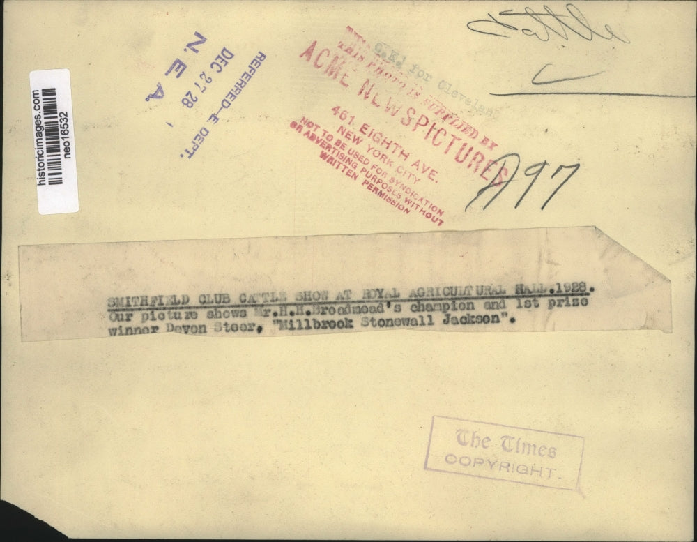 1928 Press Photo Smithfield cattle show in London Devon Steer by HH Broadmear