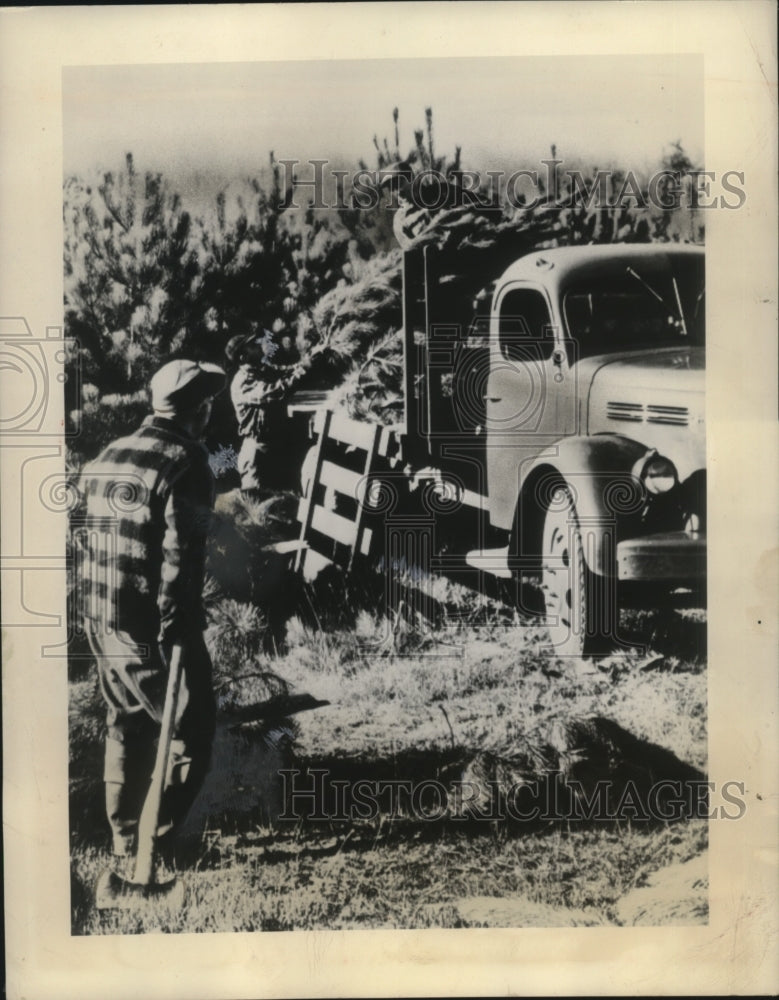 1948 Press Photo Workmen chop Christmas trees - neo17322