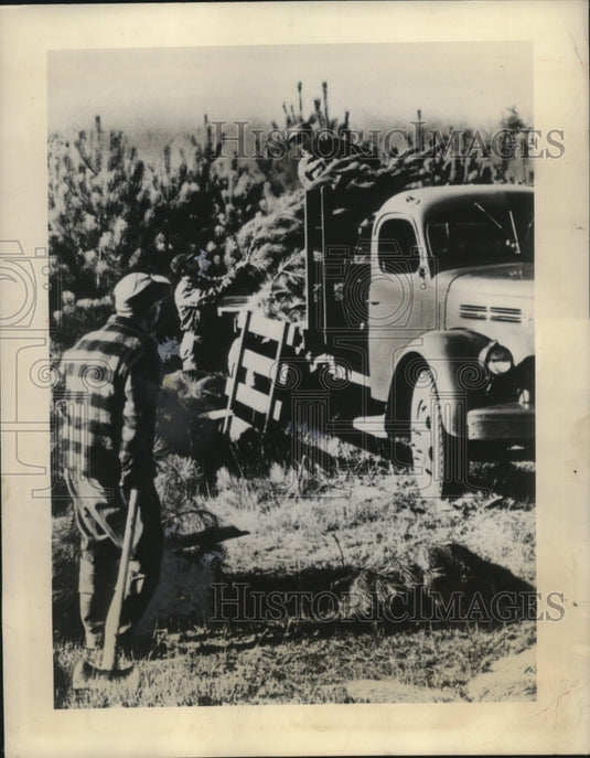 1948 Press Photo Workmen chop Christmas trees - neo17322