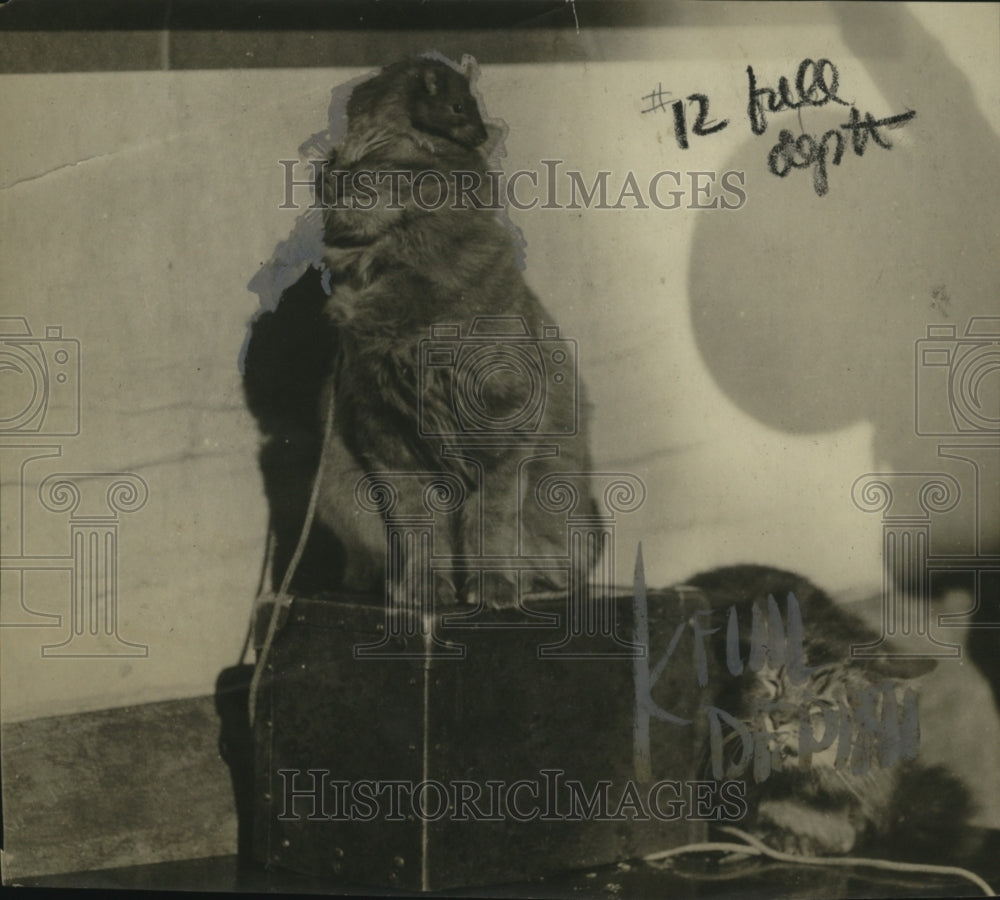 1929 Press Photo Cat Rex Tolerates Rat Rudolph - neo17781