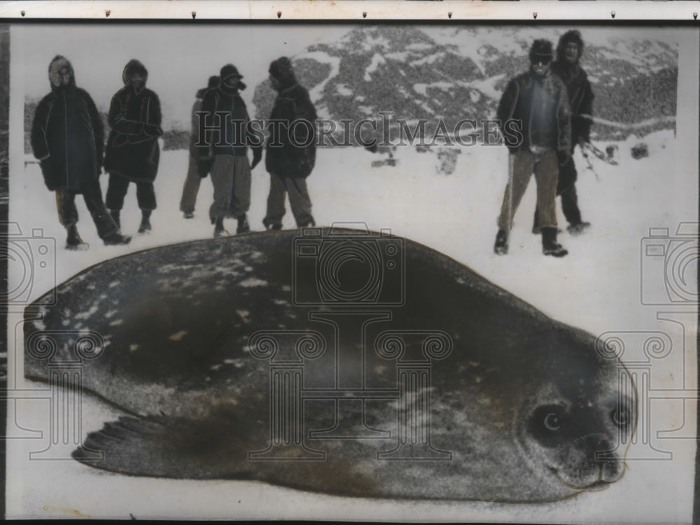 1956 Press Photo Arctic Expedition Comes Across Sea Lion - neo17797