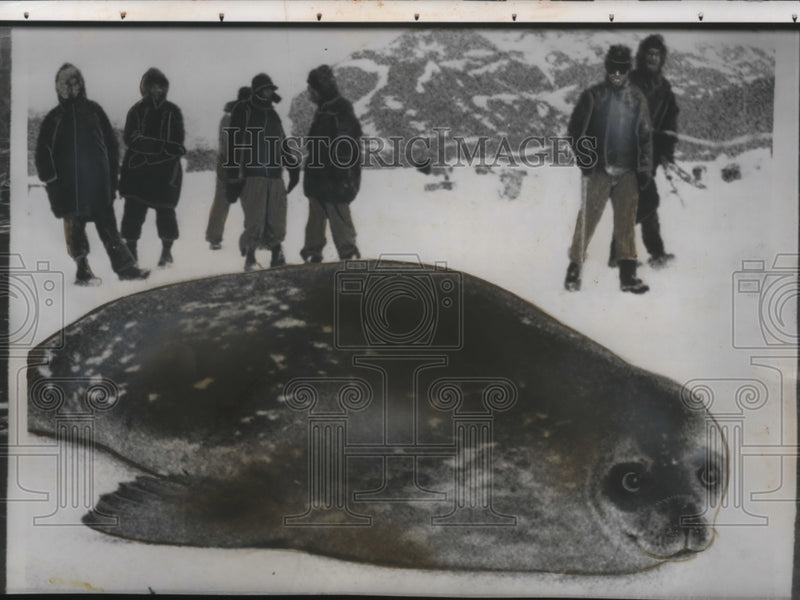 Load image into Gallery viewer, 1956 Press Photo Arctic Expedition Comes Across Sea Lion - neo17797
