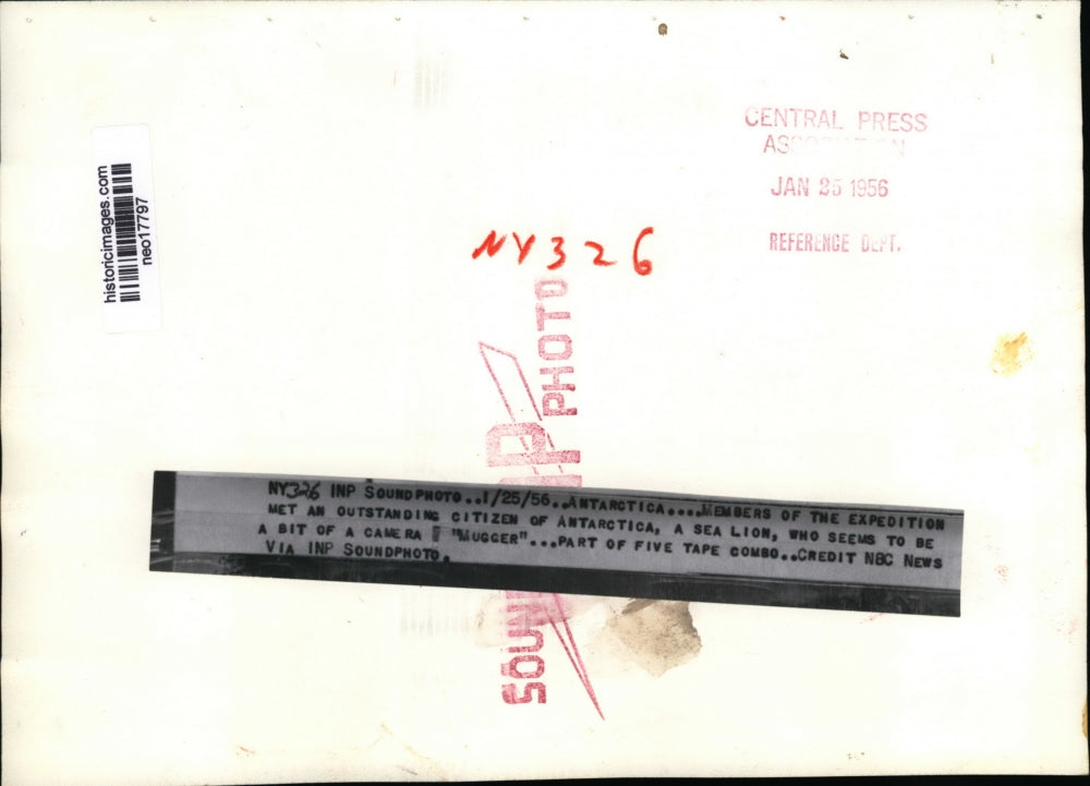 1956 Press Photo Arctic Expedition Comes Across Sea Lion - neo17797