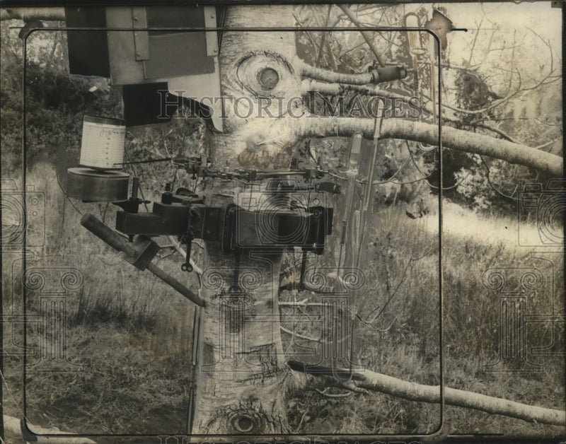 Load image into Gallery viewer, 1926 Press Photo Dendograph attached to a tree invention by Dr DT MacDougal
