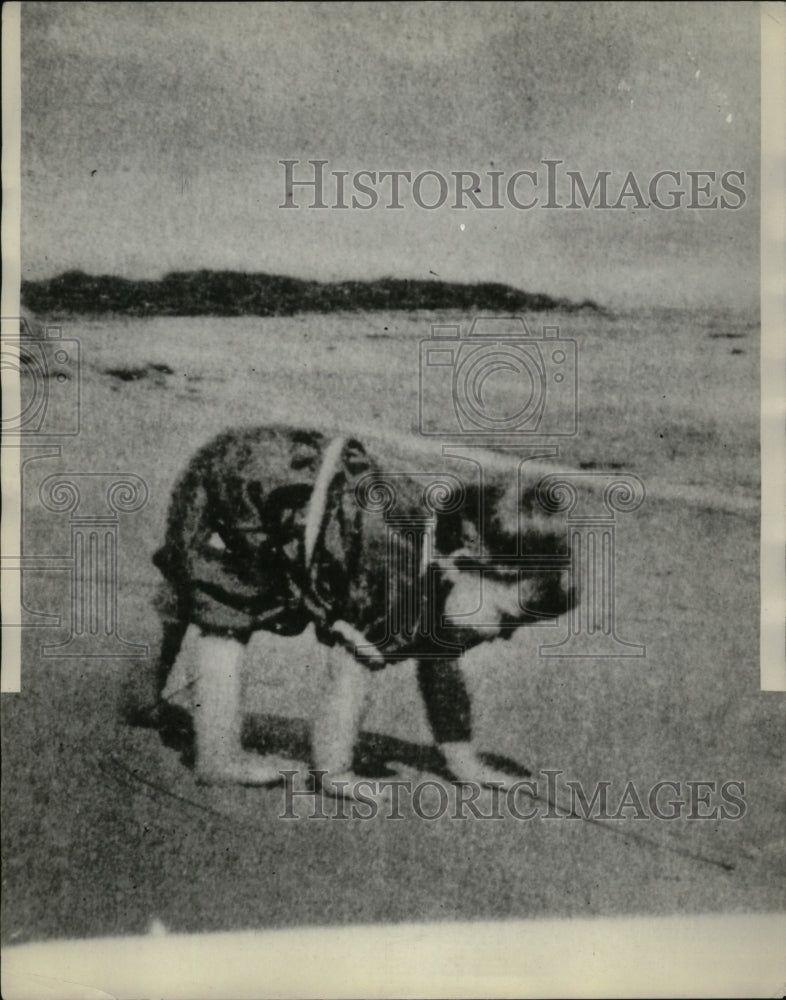 1928 Press Photo Babies Who Walk Like Bears - neo18615