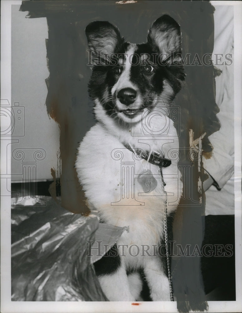 1957 Press Photo Collie Dog "Lady" Animal Protective League Dog of the Week