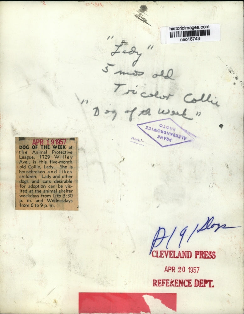 1957 Press Photo Collie Dog "Lady" Animal Protective League Dog of the Week