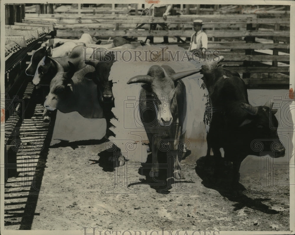 1926 Press Photo One Lot of 'Sacred Cattle' About to Be Shipped - neo19369