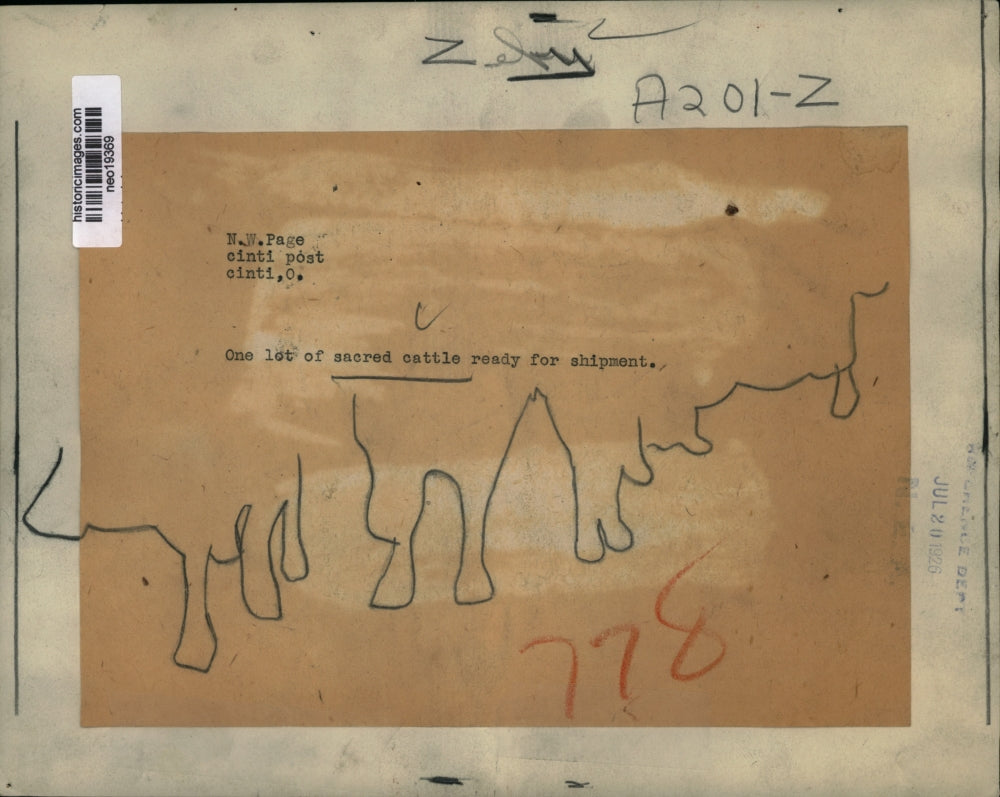 1926 Press Photo One Lot of 'Sacred Cattle' About to Be Shipped - neo19369