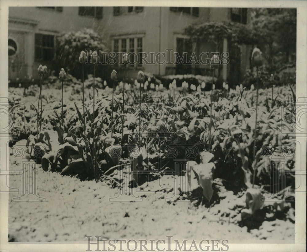 1945 Press Photo New England Suffers $1,000,000 Snow Damage in Crops & Property- Historic Images