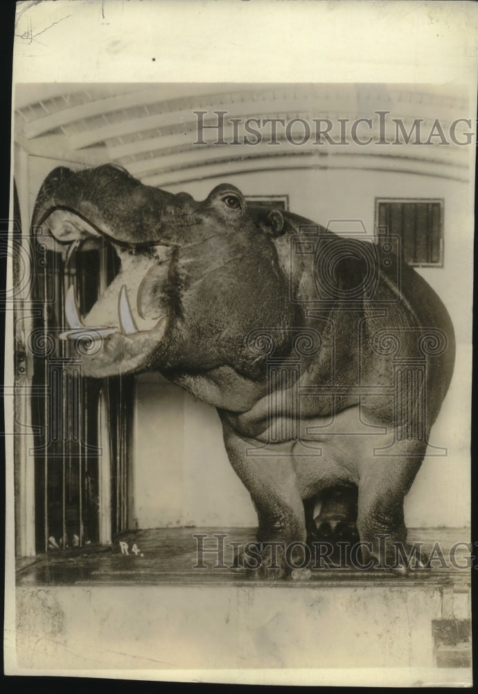 1940 Press Photo Hippopotamus - neo20069