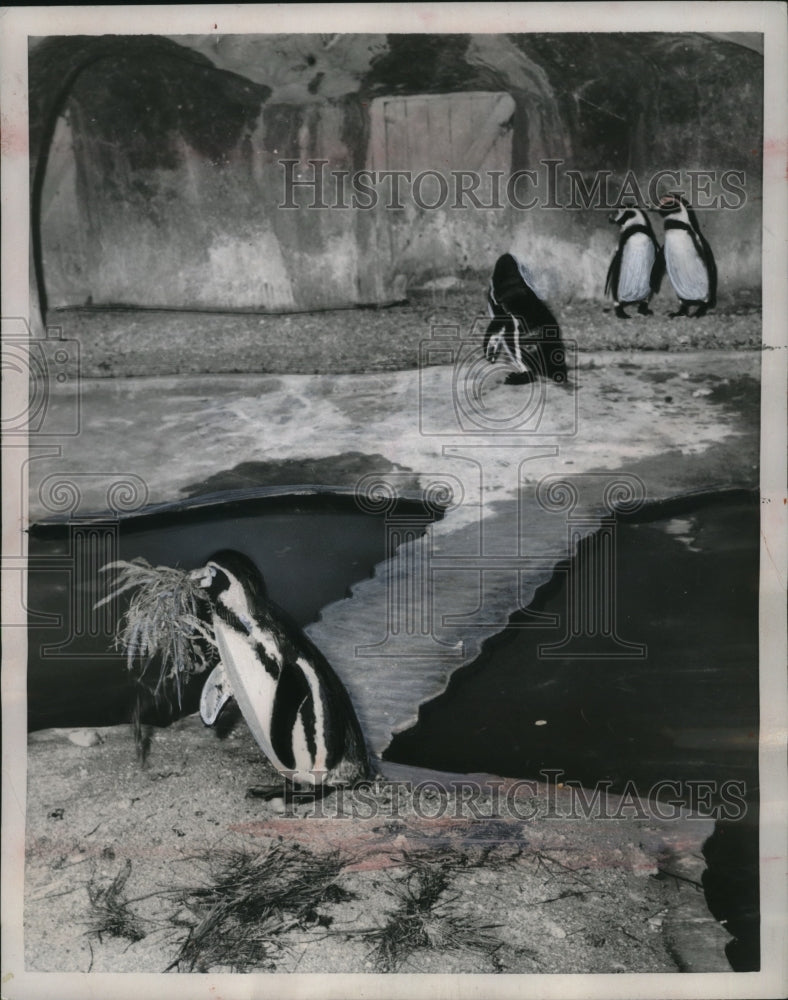 Load image into Gallery viewer, 1954 Press Photo Piierre the penguin at Vincennes zoo in Paris France
