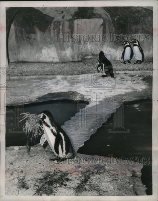 1954 Press Photo Piierre the penguin at Vincennes zoo in Paris France