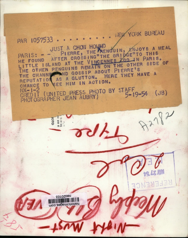 1954 Press Photo Piierre the penguin at Vincennes zoo in Paris France