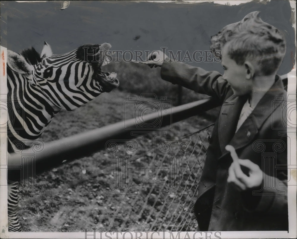 1954 Press Photo Barry Willis feeds a zebra at London zoo - neo20713
