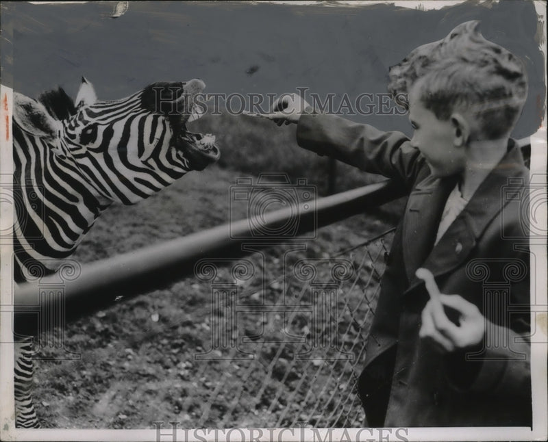 Load image into Gallery viewer, 1954 Press Photo Barry Willis feeds a zebra at London zoo - neo20713
