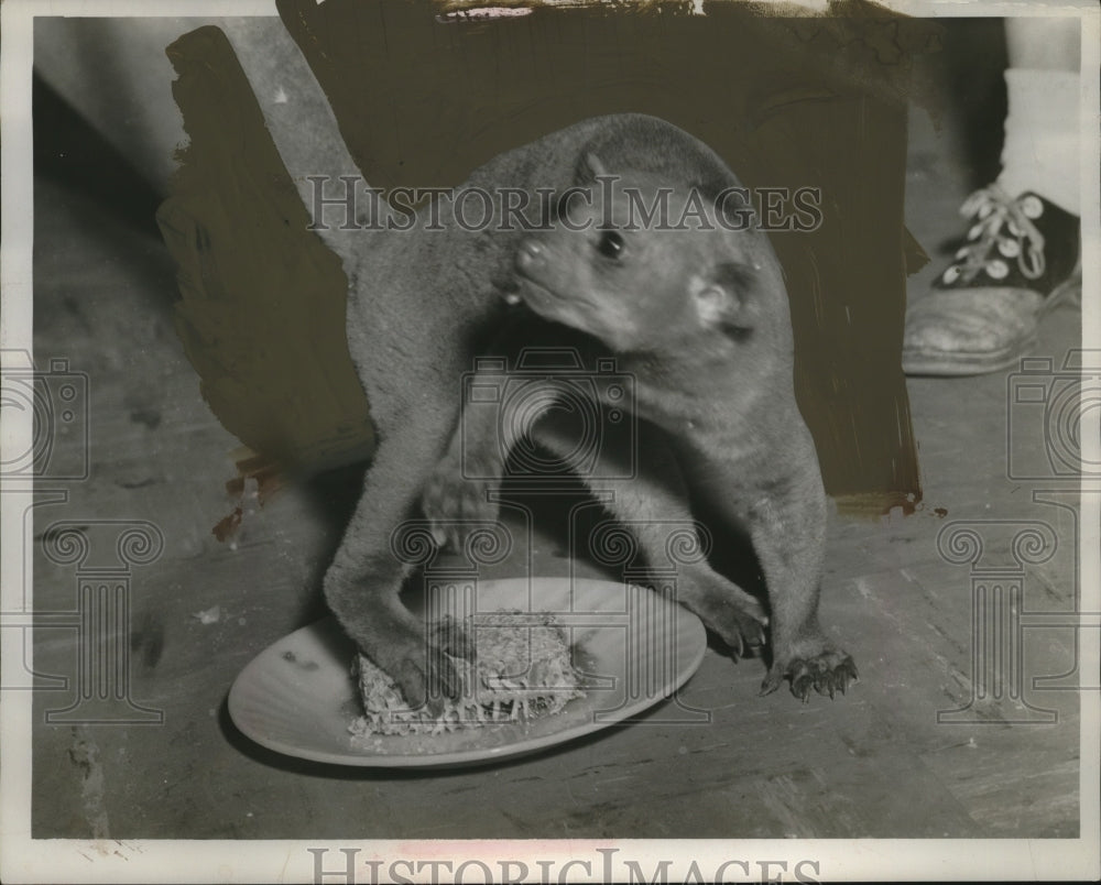 1955 Press Photo Mom Kinkajou - neo20769