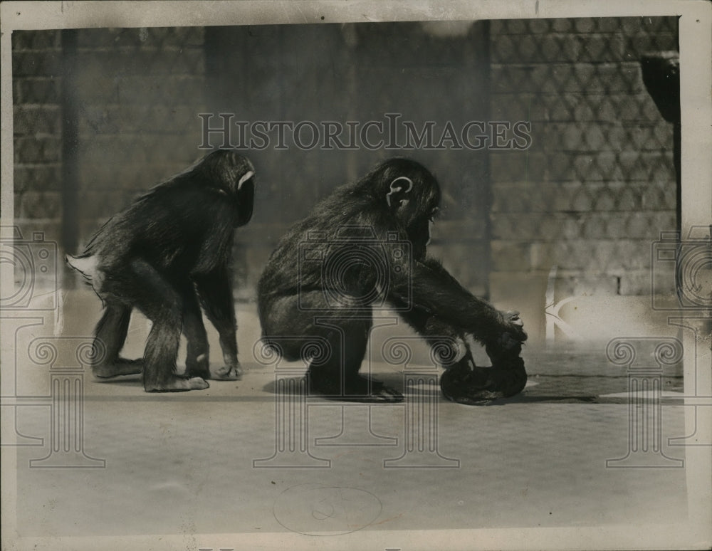 1926 Press Photo Zoological Gardens, London Chimp Swabs Enclosure with Cloth