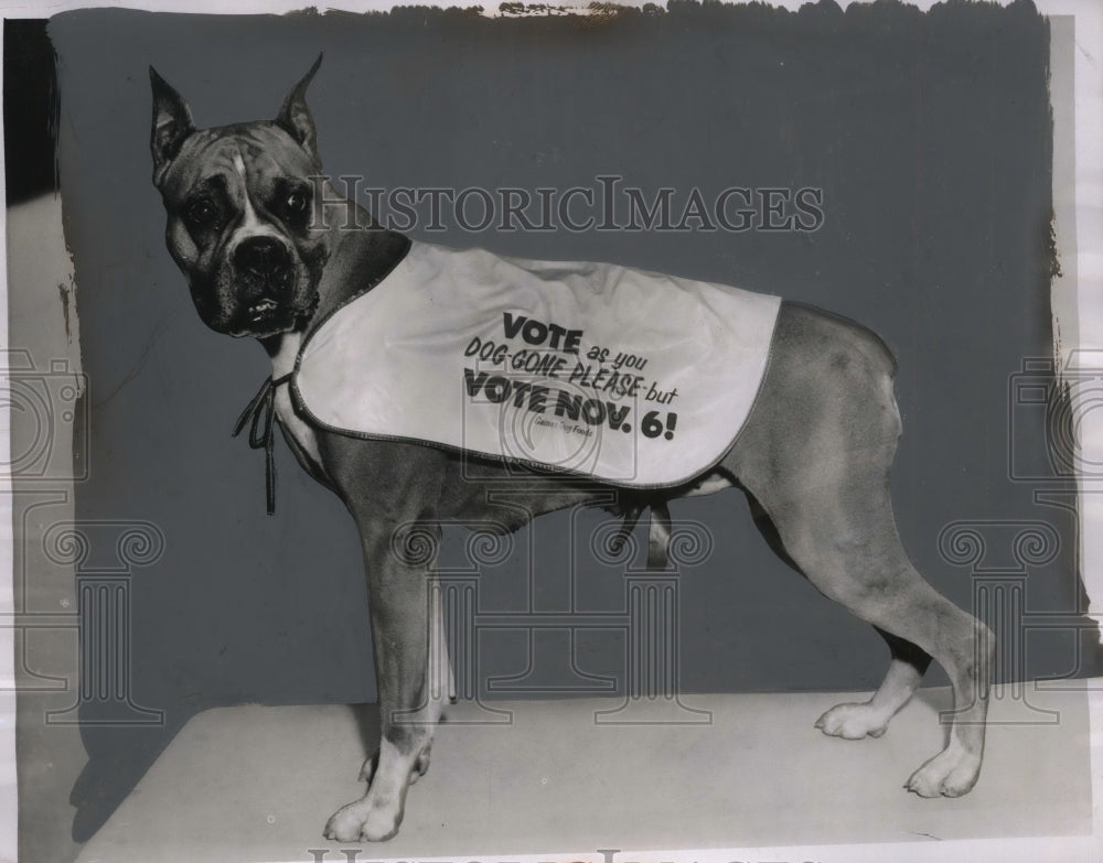 1956 Press Photo Thousands of Dogs Don Blankets to Remind People of Election