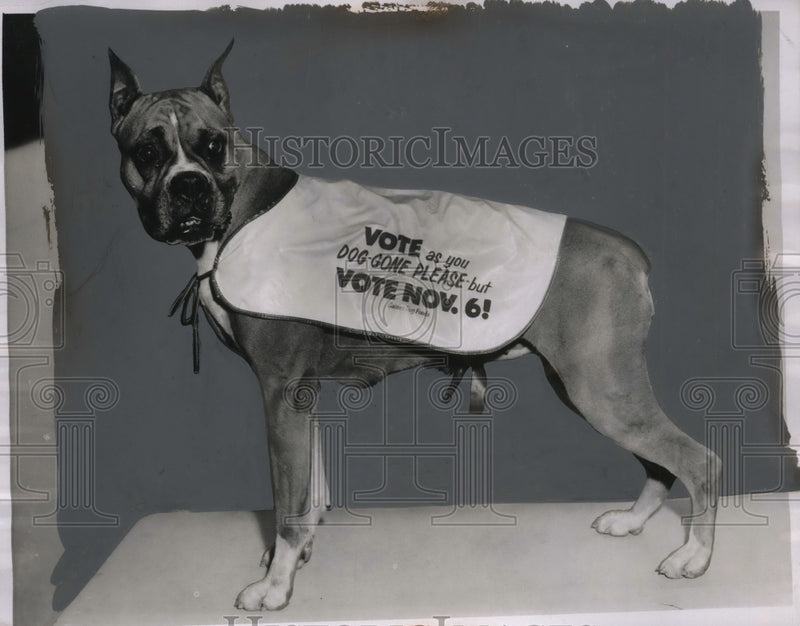 Load image into Gallery viewer, 1956 Press Photo Thousands of Dogs Don Blankets to Remind People of Election
