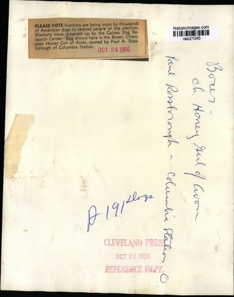 1956 Press Photo Thousands of Dogs Don Blankets to Remind People of Election