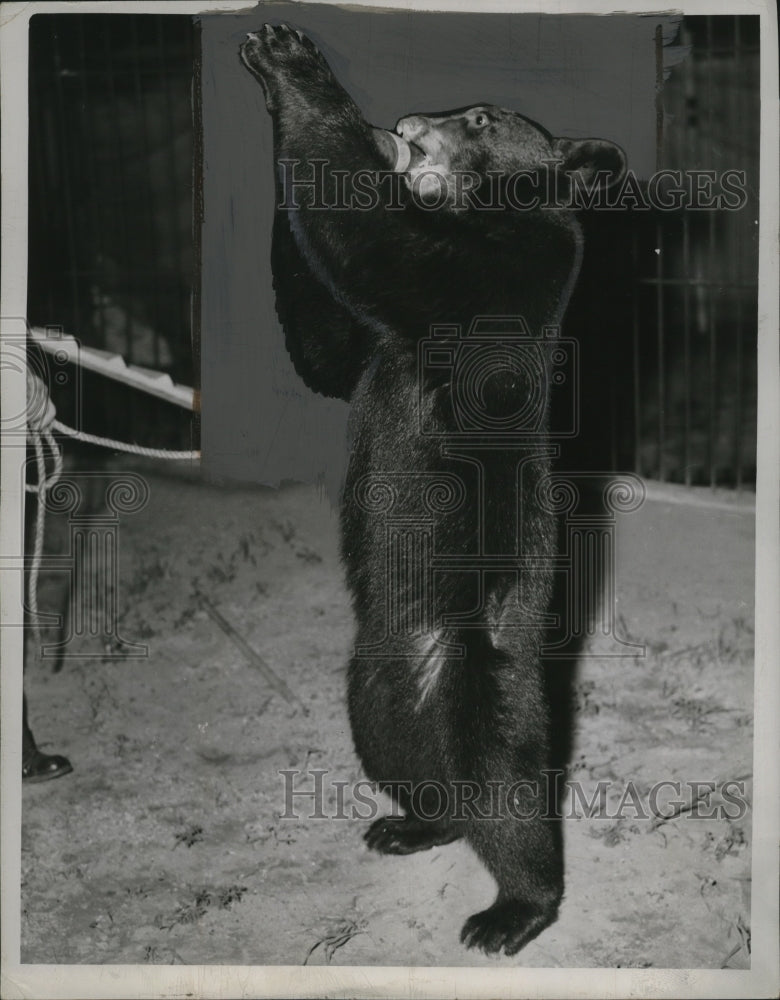 1946 Press Photo Bear - neo23415