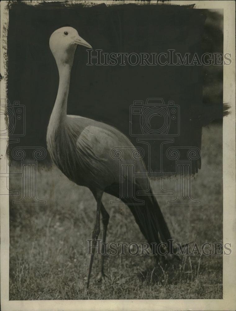 1922 Press Photo Stanley Crane at the London Zoo - neo23432