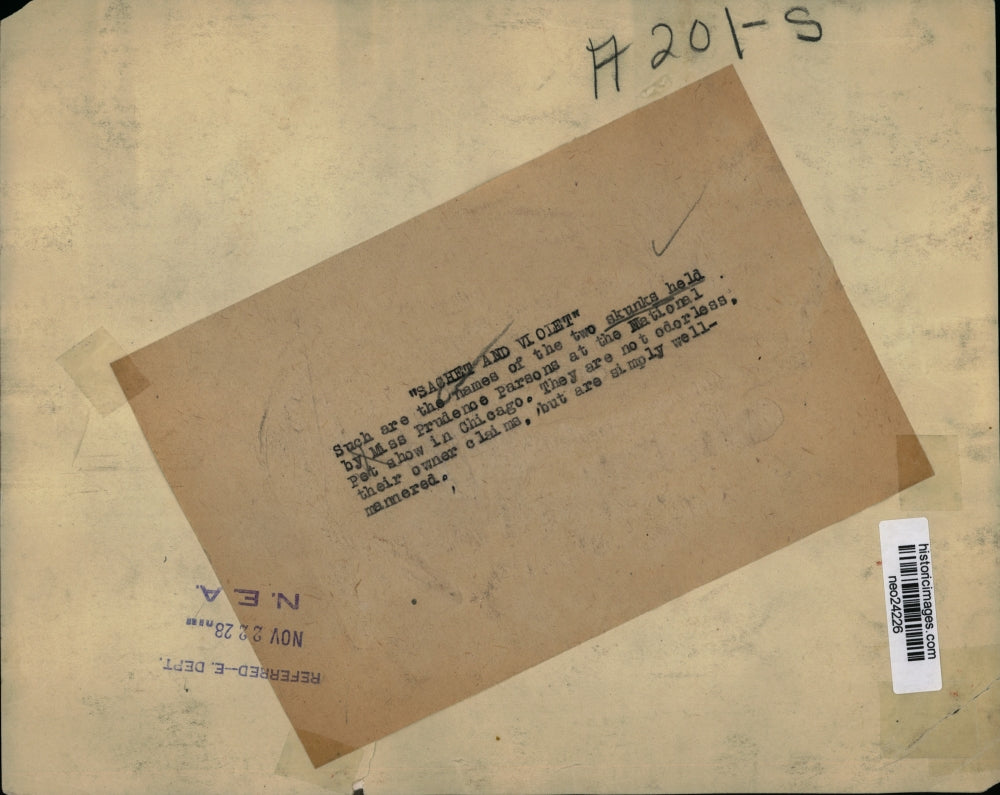 1928 Press Photo Prudence Parsons Holds Skunks, National Pet Show, Chicago